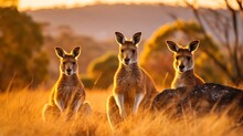 Kangaroos Watching And Waiting