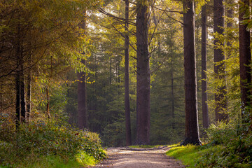 Sticker - Autumn landscape, Natural gravel path in the forest, A pine is any conifer tree or shrub in the genus Pinus of the family Pinaceae, Pinus is the sole genus in the subfamily Pinoideae, Fall background.