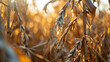 A close-up of a withered crop in a field symbolizing the failure of agriculture in drought-stricken areas.