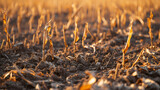 Fototapeta Uliczki - A close-up of a withered crop in a field symbolizing the failure of agriculture in drought-stricken areas.