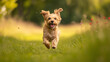 A dog joyfully running through a field with its tail wagging.