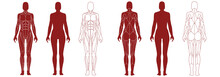 Female Figure With Anatomical Muscles Front And Back View Set. Red Silhouette Of Muscle Structure With Biological Outline Of Structure For Medical And Training Vector Design