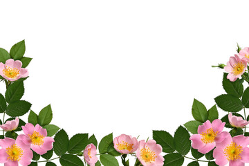 Wall Mural - Floral arrangement of rosehip flowers and leaves. Frame of pink rosehip flowers. Design element to create collage or design, wedding cards and invitations. Background overlay.