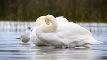 Swans Preening In A Calm Wind