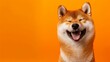 Leinwandbild Motiv Happy smiling shiba inu dog isolated on yellow orange background with copy space. Red-haired Japanese dog smile portrait