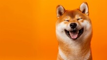 Happy Smiling Shiba Inu Dog Isolated On Yellow Orange Background With Copy Space. Red-haired Japanese Dog Smile Portrait