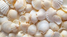 A Bunch Of Light Beige Shells, Clam Shells And Marine Life