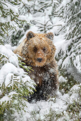 Sticker - Closeup Adult Brown bear in winter forest. Animal in wild nature