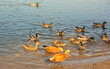 Ogari ducks on the pond in the city park