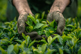 Fototapeta  - Hands of plantation worker harvesting tea