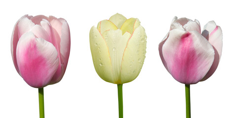 Wall Mural - gros plan de trulipe rose et blanche