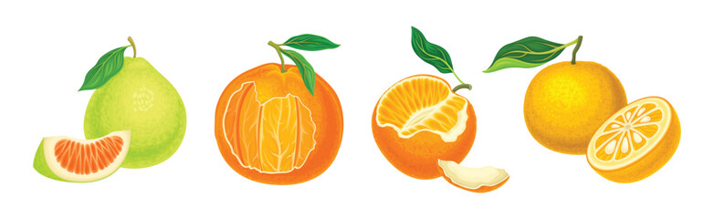 Wall Mural - Citrus Fruit with Rind or Peel and Juicy Flesh Vector Set