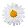 White chamomile isolated on white background with clipping path