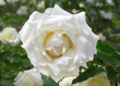 White rose on garden background