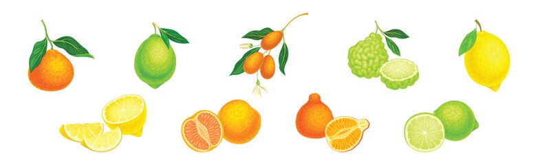 Wall Mural - Citrus Fruit with Rind or Peel and Juicy Flesh Vector Set