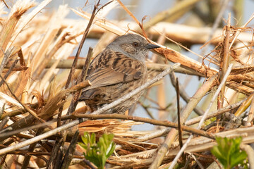 Sticker - early bird 