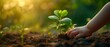 © OHMAl2T - child's hand gently planting a small seedling, surrounded by vibrant greenery, early morning sun, conveying Earth Day and environmental care. ecosystem and healthy environment concept