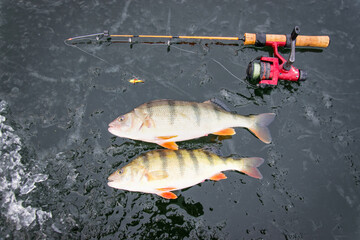 Wall Mural - Big perch fishes from the ice