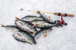 Group of perch catched during ice fishing