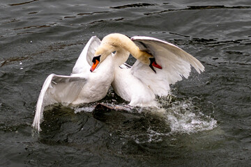 combat de cygnes mâles