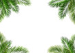 frame of palm leaves