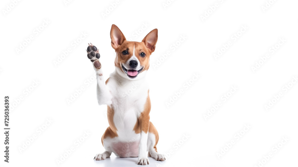 Happy cute brown and white basenji dog sitting and giving a high five ...