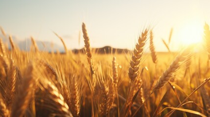 Aufkleber - A beautiful sunset over a field of wheat. Perfect for agricultural or nature-themed projects