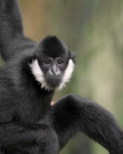 ZAdult Male White-Cheeked Gibbon Closeup Portrait