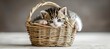 Curious little kittens peering from woven basket indoors, bright image with copy space