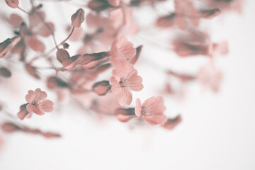 Wall Mural - Soft focus blur beige pink flower. Art fog smoke nature copy space background.