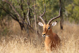 Fototapeta Sawanna - Schwarzfersenantilope / Impala / Aepyceros melampus