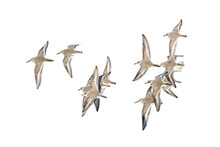 飛翔するシロチドリとハマシギの切り抜き画像