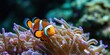 Clownfish in Anemone in Aquarium