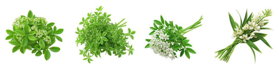 Poster - A Bunch Of Fresh Fragrant Sweet woodruff Hyperrealistic Highly Detailed Isolated On Transparent Background Png File White Background Photo Realistic Image