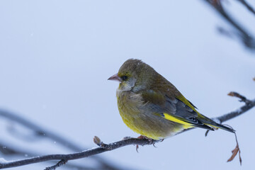 The European greenfinch or simply the greenfinch (Chloris chloris)