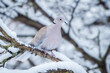 © Vlasto Opatovsky - Eurasian Collared Dove (Streptopelia decaocto) on a snowy branch