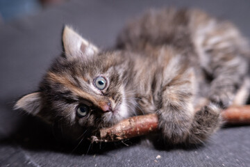 Wall Mural - Cute fluffy kitten playing with a stick.