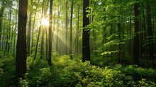  The Sun Shines Through The Trees In A Forest Filled With Green Plants And Tall, Thin, Skinny Trees.