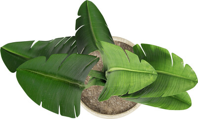 Top view of potted houseplant - ornamental banana tree