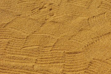 Wall Mural - Yellow golden rice kernel under to sun after harvested, Drying rice paddy on the floor in outdoor open air, Countryside farm in the northern of Thailand, Agriculture texture pattern background.