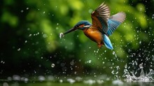  A Blue And Orange Bird With A Fish In It's Mouth Is Flying Over A Body Of Water With Trees In The Background.