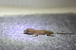 Afrikanischer Hausgecko / Moreau's tropical house gecko or Afro-American house gecko / Hemidactylus mabouia