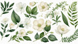 Watercolor collection of white flowers and green leaves on a white background