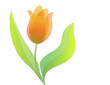 Tulpe in Aquarelle durchsichtige Art
Vektor Illustration isoliert auf weißem blanko Hintergrund 
