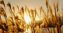 Lake, Leaves Or Weed In The Wind With Sunrise, Natural Landscape And Sunshine For Plants In Meadow Or Park. Reed Grass, Fresh Air With Land And Outdoor Environment, Nature Background And Travel