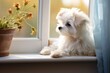 A adorable puppy maltese waiting near to window. Cute Maltese puppy sitting on window sill and looking out the window. cute companion.