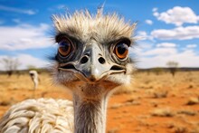 Ostrich Head Close Up. Ostrich In The Kalahari Desert, South Africa. Wildlife Photography. Cute Bird. Looking At Camera.