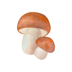 Watercolor hand drawn boletus edulis mushroom