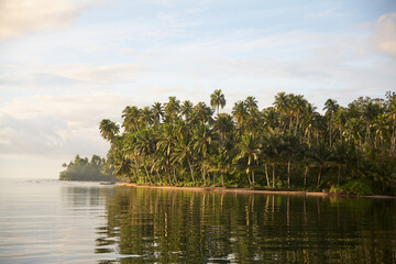 Island covered with palm trees at sunrise