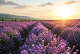Fototapeta Lawenda - Lavender field at sunset